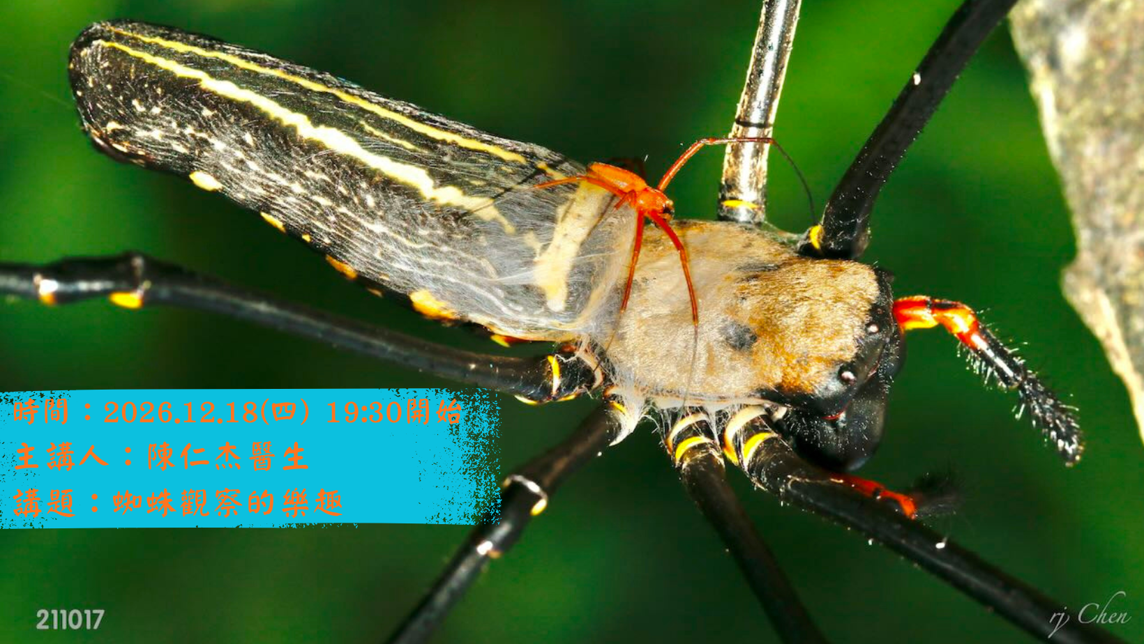 12.18月會講座：蜘蛛觀察的樂趣